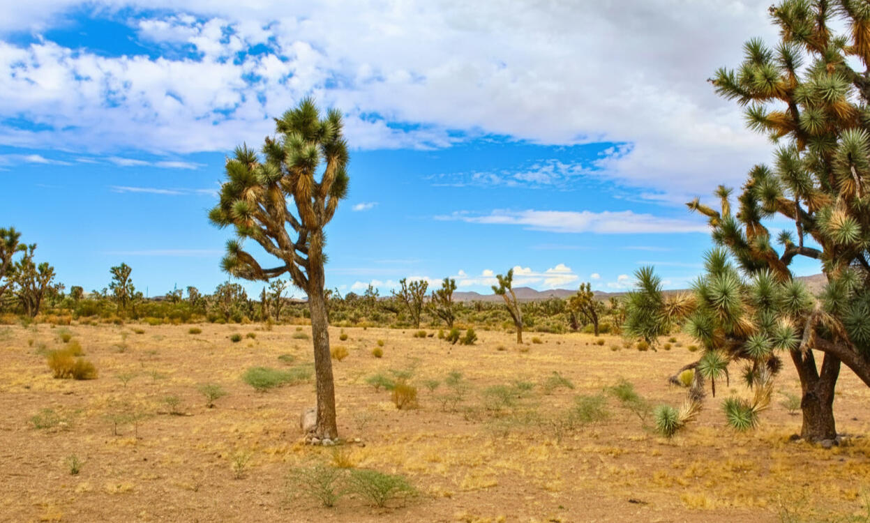 Awe-Inspiring Acres: 1.07 Acre Near Public Lands, at the Foot of the Mountains $125-250/mo in Dolan Springs!